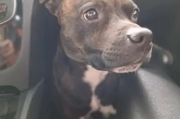 Chien perdu Sorigny, photo : Staffie bringé perdue, Sorigny