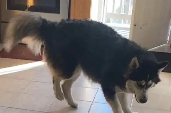 Lost Husky: Pink Collar, South River