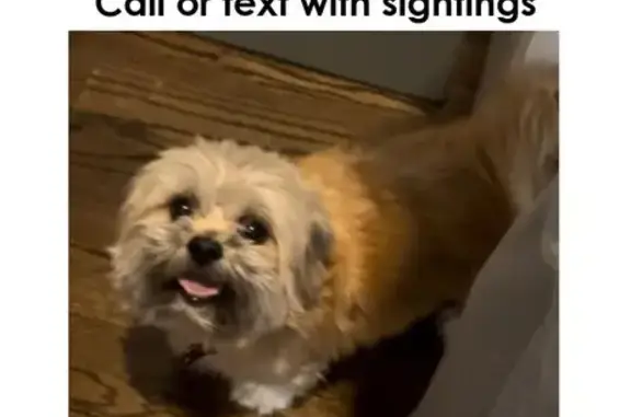 Lost Shy Tan Dog on East 40th, Chicago