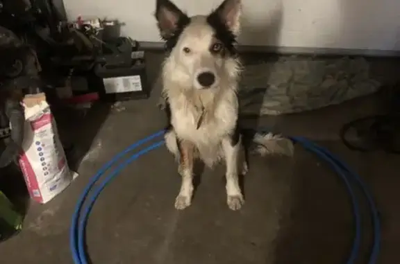 Chien trouvé , photo: Chien noir et blanc trouvé à Inzinzac-Lochrist
