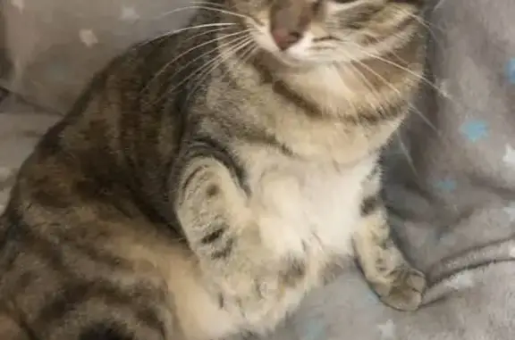 Animaux perdus Orléans, photo: Chatte tigrée perdue à Orléans