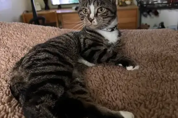 Lost Tabby Cat Woody on College St.