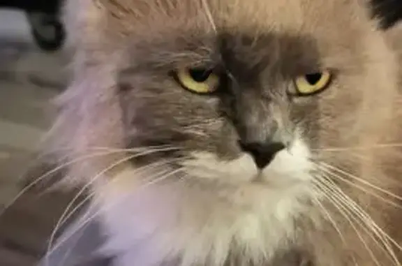 Animaux perdus Steenbecque, photo: Chatte perdue, douce et craintive, Steenbecque