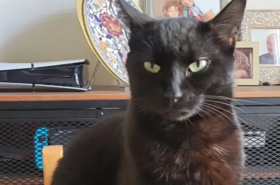 Animaux perdus Nice, photo: Chat noir perdu, craintif à Nice