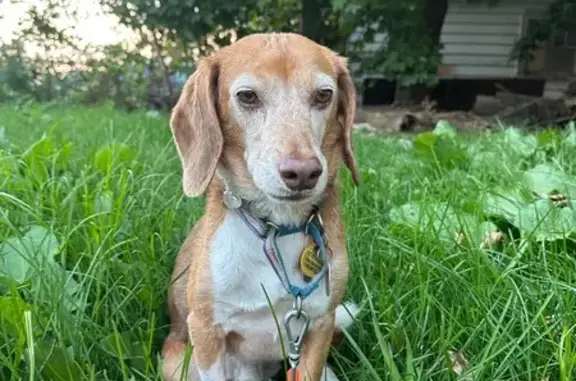 Lost Beagle Mix on Broadway, Methuen