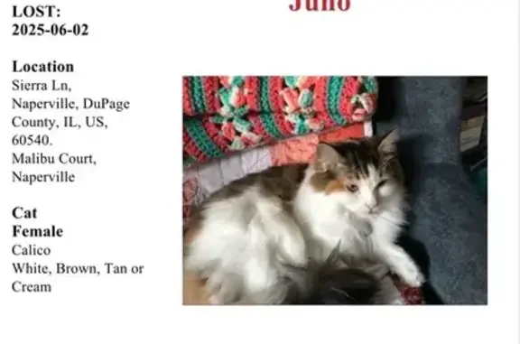 Lost Cat Juno: Green Eyes & Bow Tag