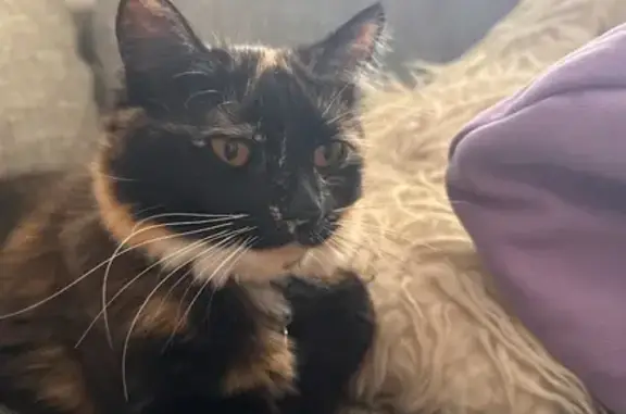 Lost Cat: Tawny Mix Missing in Woollaware