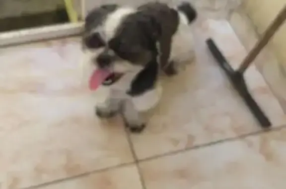 cachorro desaparecida