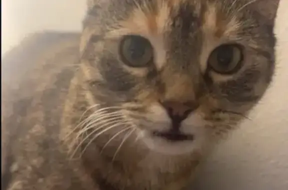 Lost: Shy Cat with Green Eyes in West Warwick