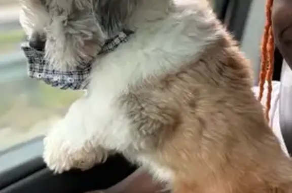 Lost Havanese: Green Collar, 27th St NE