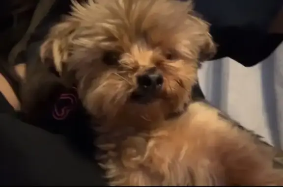 Missing 9yr Yorkie: West Greenway Road