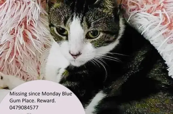 Lost Cat: Blue Gum Place, Mundaring