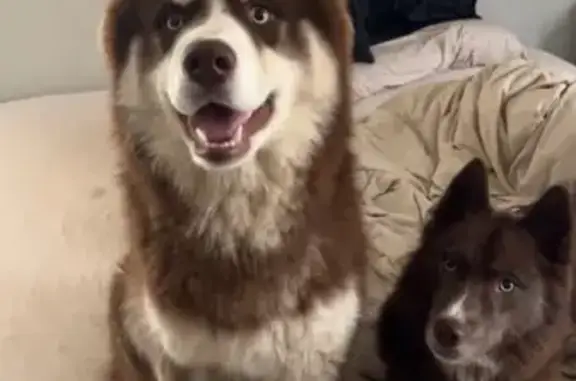 Lost Husky: Fluffy, Batman-Masked Friend