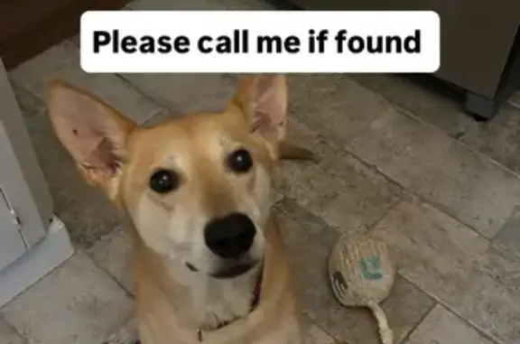 Lost Dog: Pink Collar on Madison Ave