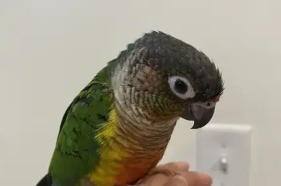Lost Green Cheek Conure on Gol...