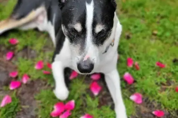 Lost Friendly Tri-Color Terrier Mix