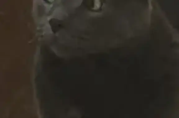 Lost Cat in Gages Lake: Help Find Rocco
