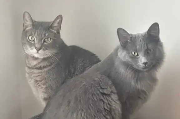 Lost Dark Grey Cat: Call if Found!