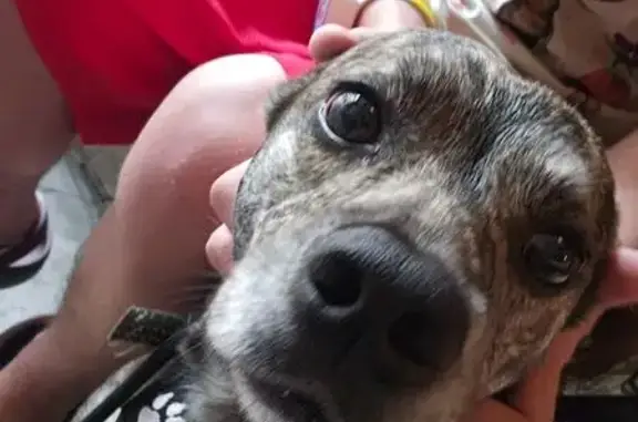 Lost Brindle Dog: ASL-Trained Service Pet