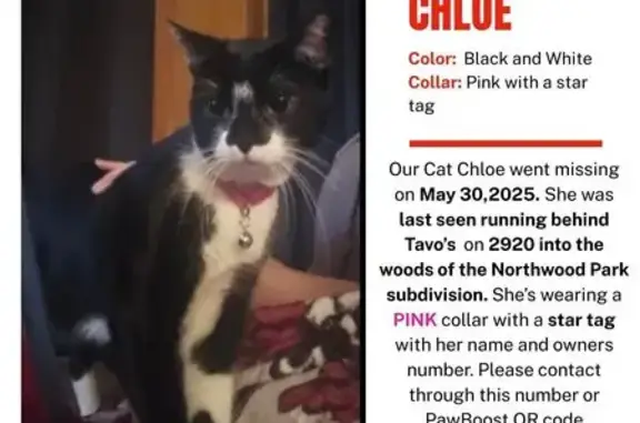 Lost Tuxedo Cat Chloe in Northwood Park