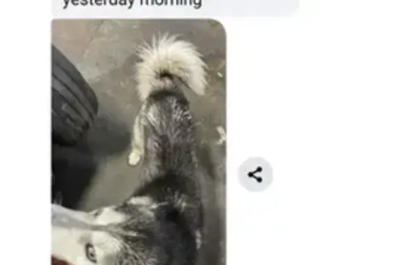 Lost Dog Lean: Friendly, Seen Nearby!