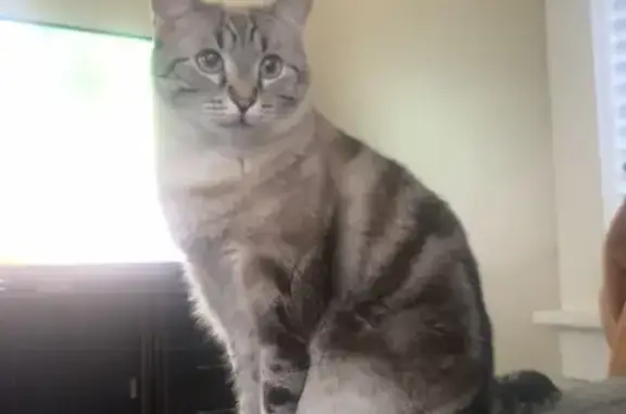 Help Find Frankie: Lost Cat in Midtown!