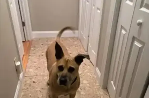 Lost Dog: Tan & Stocky, Scooby-Doo Lookalike!