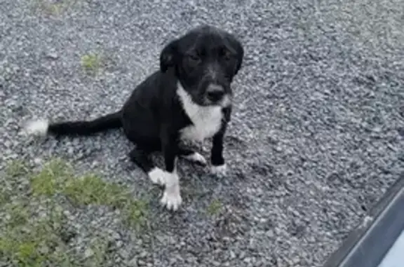 Found: Black & White Dog on S. Broadview
