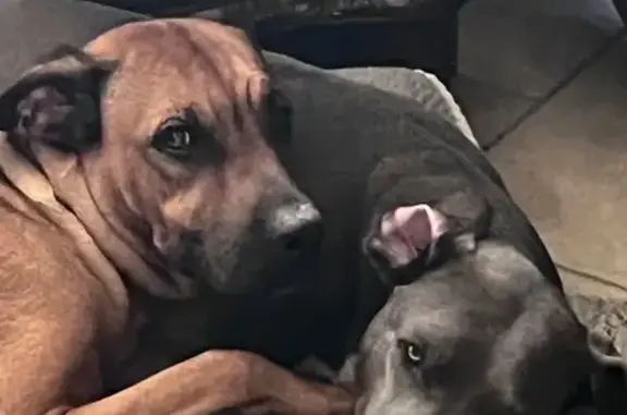 Lost Brown Dog: Blind in Left Eye