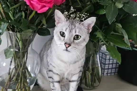 Lost Cat: Luca, White & Gray in Overland