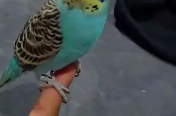 Lost Blue Budgie, Yellow Face,...