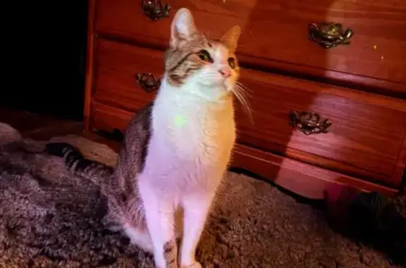 Lost Brown Tabby: 'Tabby Tattoo' in Stayton