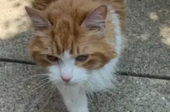 Sweet Cat Found in Hidden Creek, Loveland