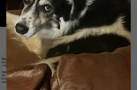 Lost Black & White Shepherd Mix - $100 Reward