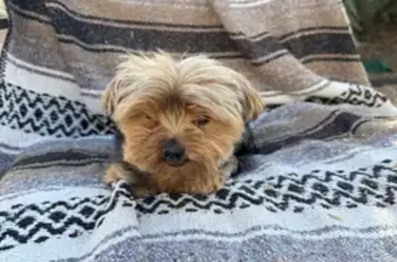 Lost Dog: Black & Tan, Needs Help!
