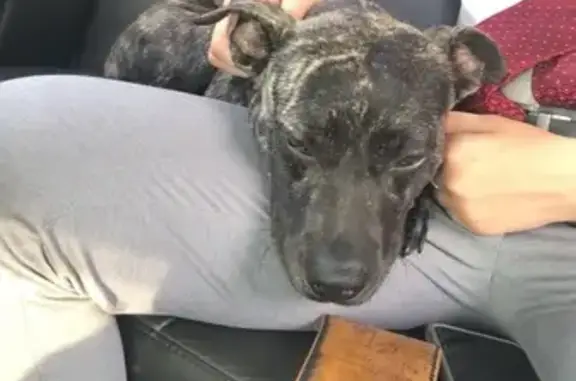 Help Find Lost Dog in Hobart, Indiana