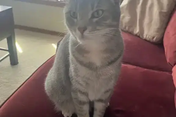 Lost Grey Cat: Hilltop Drive, West Bend