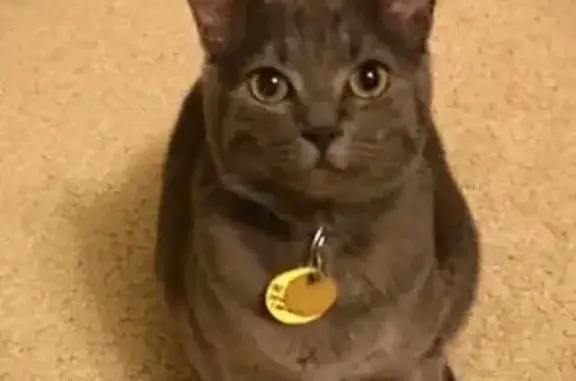 Lost Gray Cat with Purple Collar - Hilliard