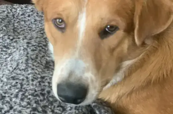 Lost Dog: Buddy - Lakewood Area