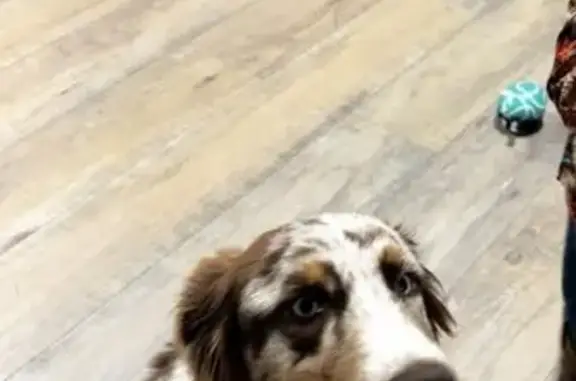 Lost Dog: Friendly Long-Haired Pup Found