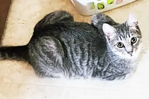Lost Blue Tabby Cat in Murphysboro