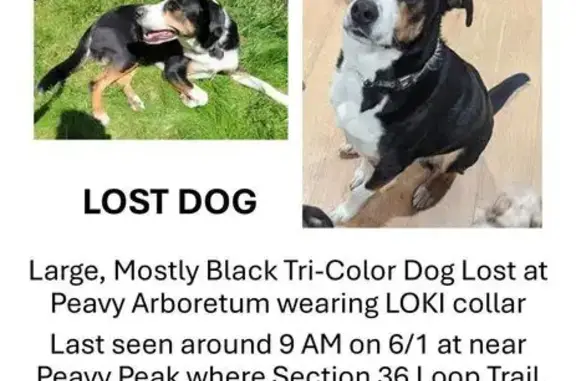 Lost Dog: 80lb Tri-Color Near Peavy Peak