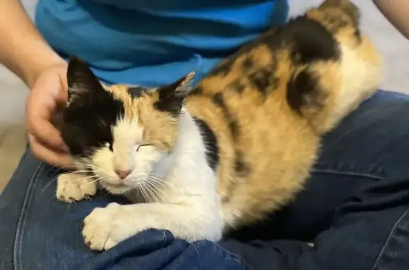 Found: Young Calico Cat on Mea...