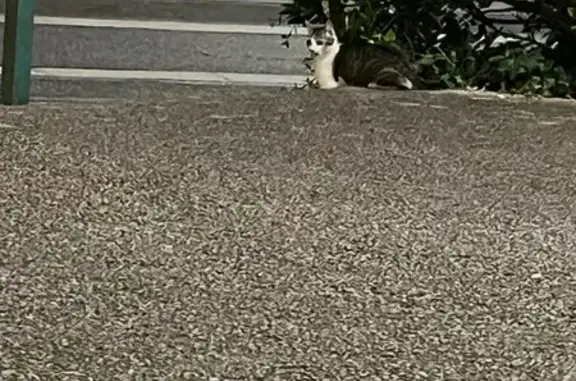 Animaux trouvés Labruguière, photo: Chatte tigrée peureuse trouvée à Labruguière
