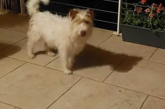 Animaux trouvés , photo: Chien trouvé serein à Puy-Saint-Martin