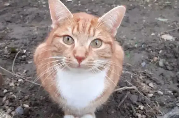 Chat perdu, Durtal, photo: Perdu chat mâle, Rue Saint-Pierre, 96, Durtal - tigré roux et blanc