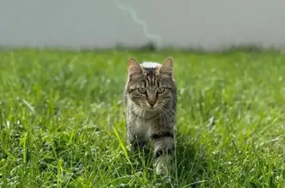 Chatte tigrée perdue à Vineuil - photo