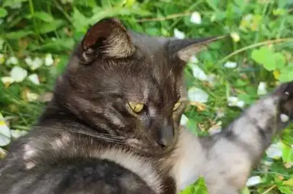 Chat gris foncé perdu à Saint-Martin-des-Champs - photo