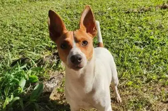 Lost Dog Near Huonbrook Mill Road