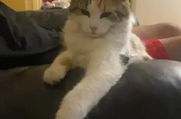 Moody Lost Cat - Possibly Pregnant!